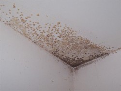 moisissure dans l'appartement