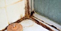 moisissure dans l'appartement 3
