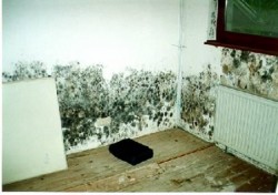 moisissure dans l'appartement 4