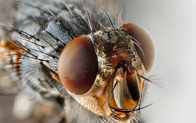 Comment se débarrasser des moucherons dans l'appartement: les fonds TOP-26