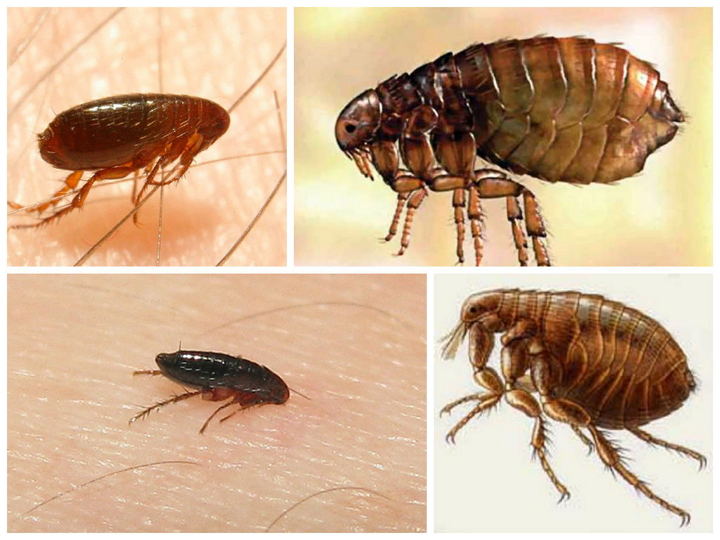 Comment se débarrasser rapidement des puces dans un appartement: des moyens éprouvés