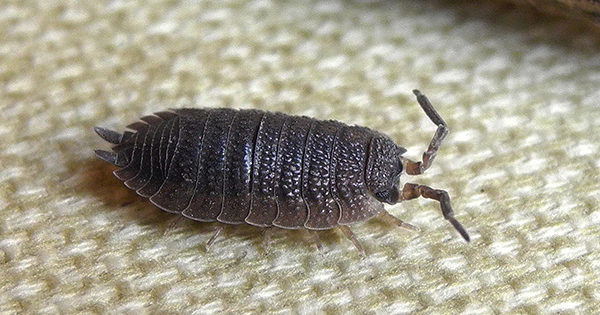 Comment se débarrasser des poux de bois dans un appartement: 26 façons