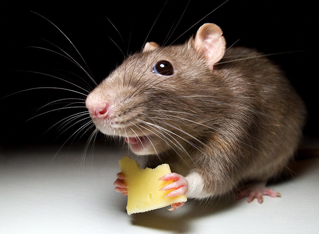 Comment se débarrasser des souris dans le pays: TOP-5 façons