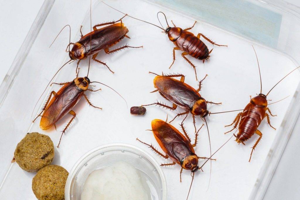 11 conseils pour se débarrasser des cafards dans la maison