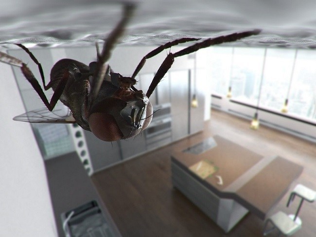 5 façons de se débarrasser des mouches dans la maison et au chalet