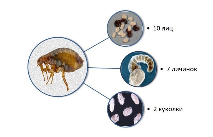 5 conseils simples pour se débarrasser des puces au sous-sol